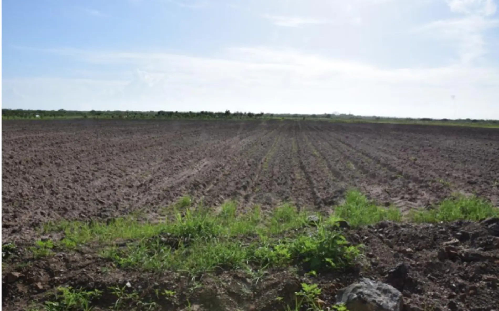 Inició la siembra de cacahuate en Agua de Castilla en Altamira